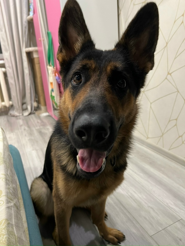 Добрый день! С участка пропала собака по кличке Дора, К?...