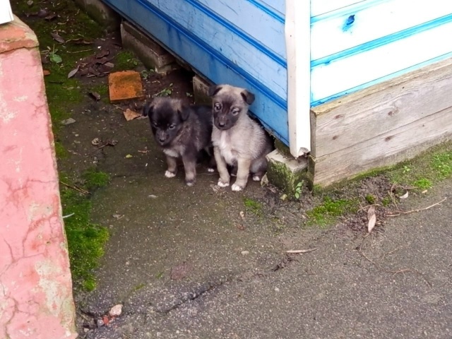На рынок подбросили щенят девочек помогите пристроить