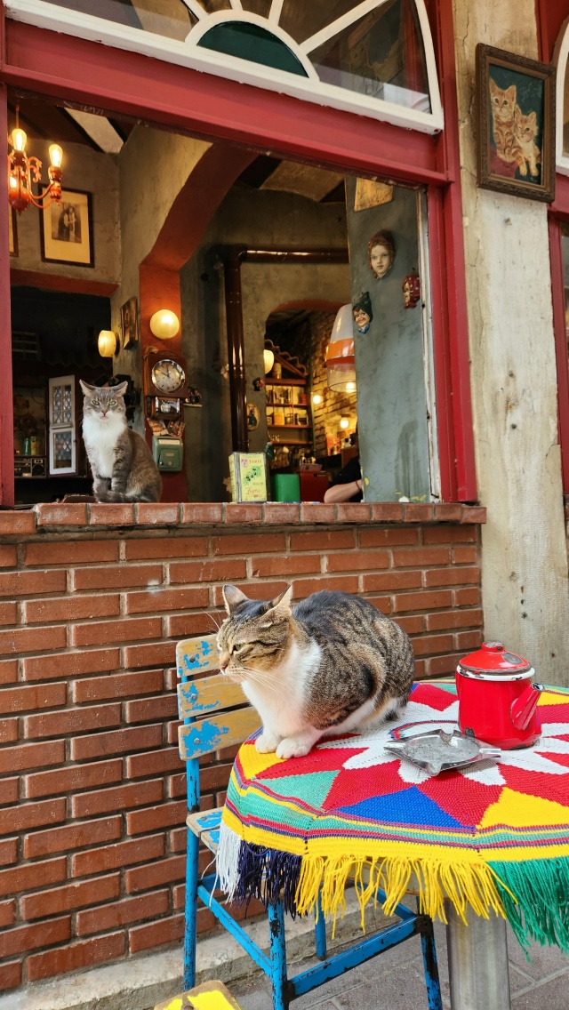 Котики Стамбула