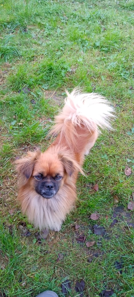 Может кто терял,бегает больше нидели в д. Старые Гривы.