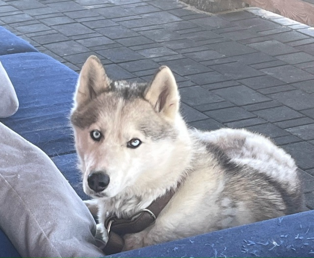 Внимание‼️ Пропала собака! Хаски, кобель, светлого ок?...