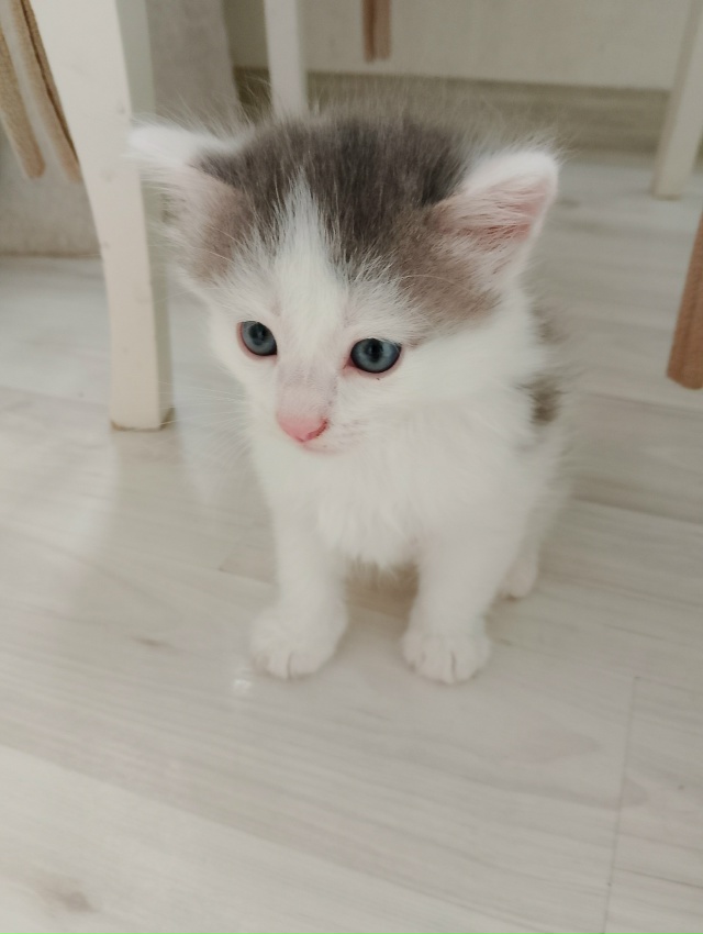 Срочно отдадим котят в хорошие руки, ласковые, игривые,...