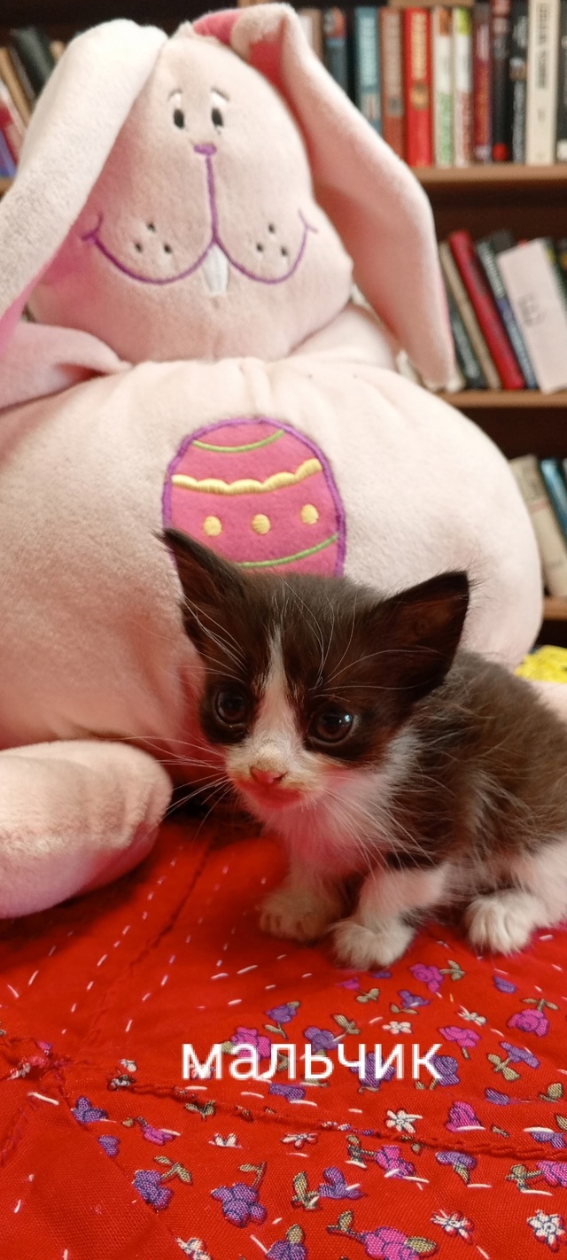 Котятки ищут дом! Их завязали в мешок и подкинули к пож?...
