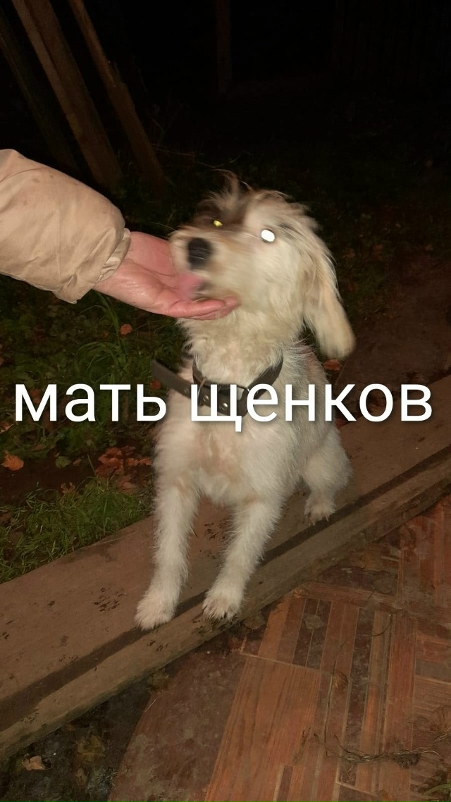 Люди помогите! Ищут самые заботливые ручки вот такие з...