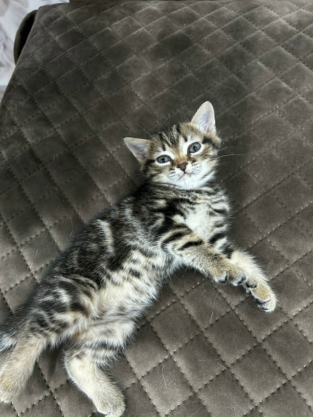 Отдам в добрые руки котенка.Мальчик.Кушает все. 89228000866