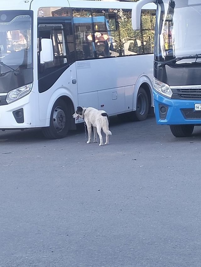 Добрый вечер! Опубликуйте пожалуйста. На конечке Ураль...