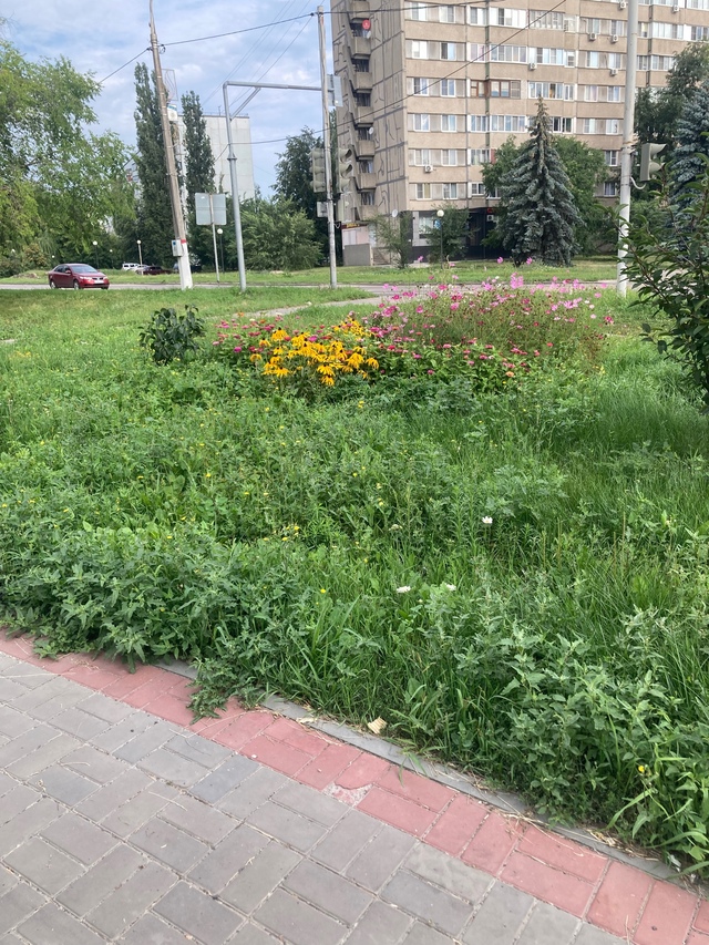 Вроде есть какие-то клумбы в городе, но все травой поро?...