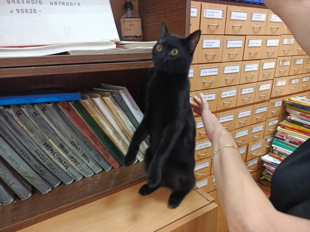 Добрый день.
Прибился котенок в Можайске, домашний, р?...