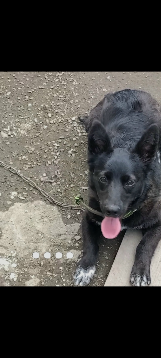 Пост для ваших животных в комменты отдам приму нашли п?...