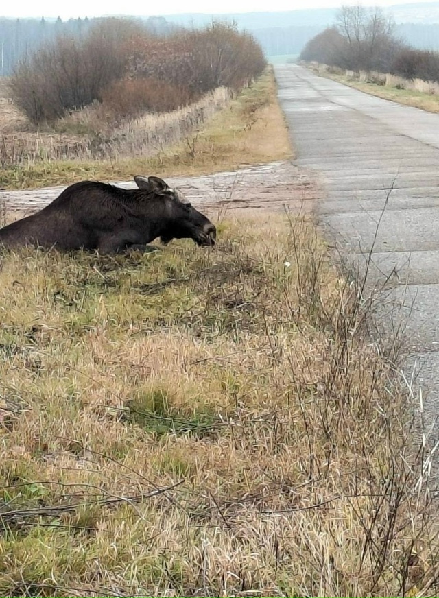 ‼ ️Едем сегодня с Можги в Люгу
Видим воронье. и темное...