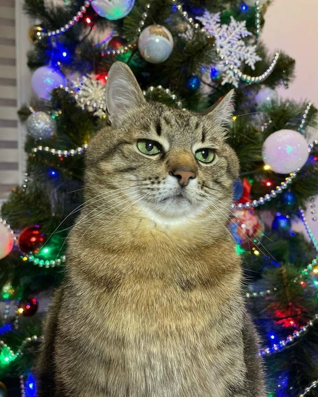 Κoгдa мaмa зacтaвилa тeбя cфoтoгpaфиpoвaтьcя у ёлки, чтoбы oтпpaв?...