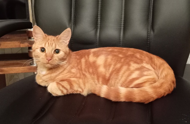 Подскажите что за порода? Приютили с улицы, уж очень ин...