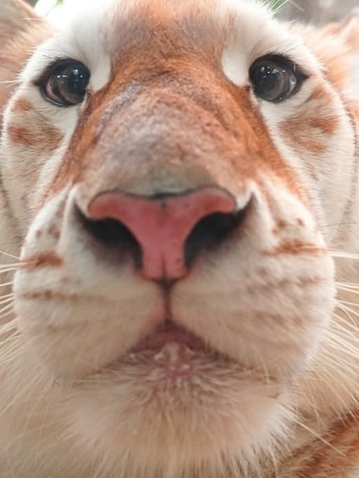 Знакомьтесь, это Ава. Ей 4 года, и она - золотая тигрица.
...