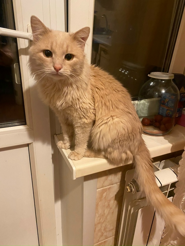 Здравствуйте
После смерти бабушки остался кот, у себя ?...