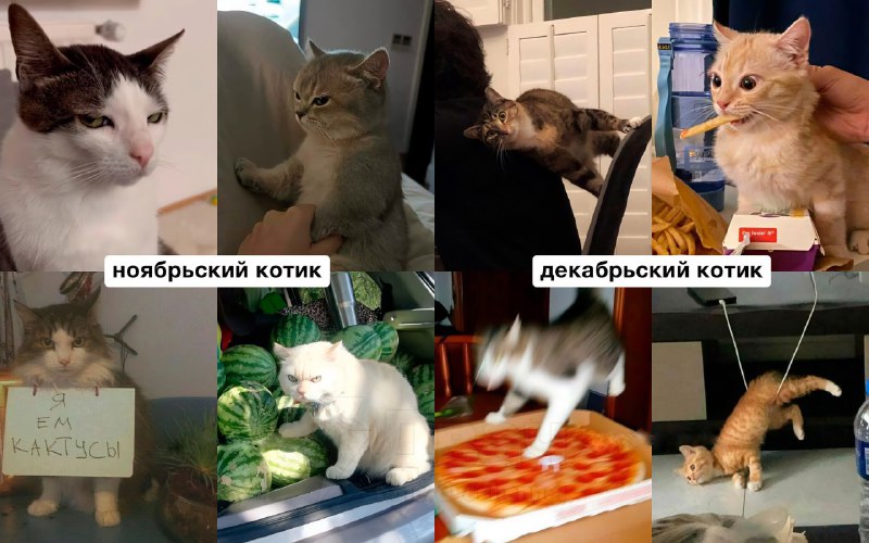 Российский астролог рассказал, какой вы… котик по месяцу рождения
Ищем себя, кидаем друзьям