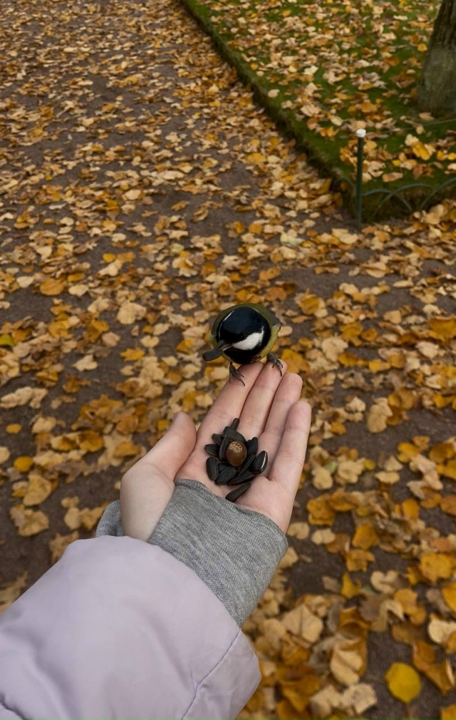 Общительные птички в Петергофе ❤