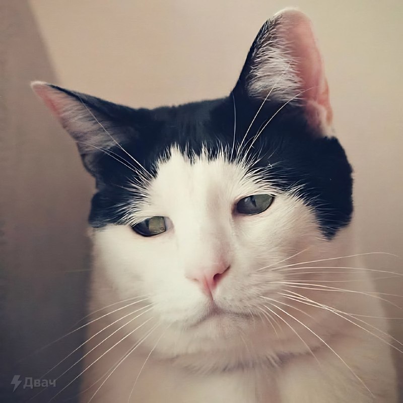 В Японии живёт самый грустный котяра в мире — его зовут Панчо, и ему уже 17 лет