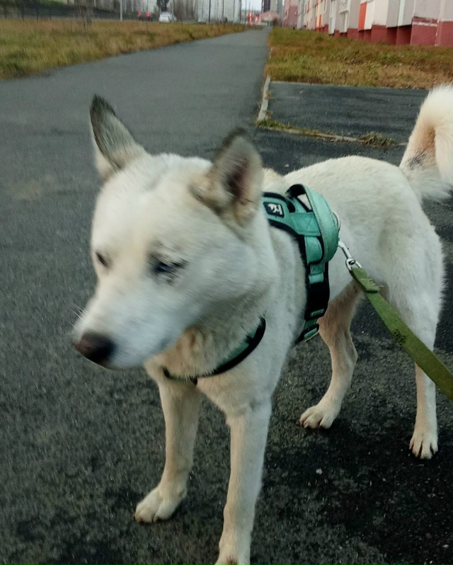 Частный сектор , отзовитесь ! В вольер два белых.медаеж?...