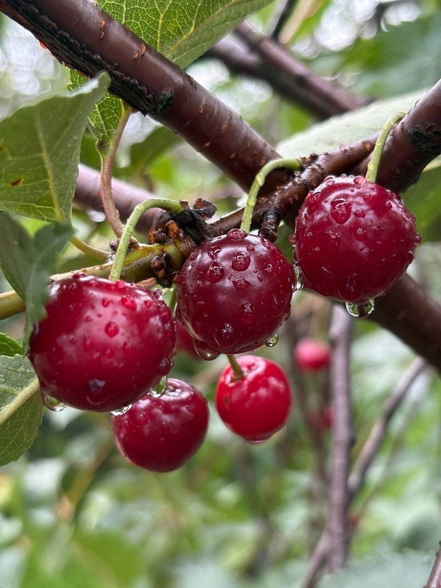 🍒🍒🍒🍒🍒🍒🍒🍒🍒🍒🍒🍒🍒🍒 Вишневое объявл?...