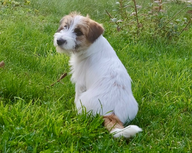 UPD: найден
Добрый день! Пропал щенок, порода джек-рассе...