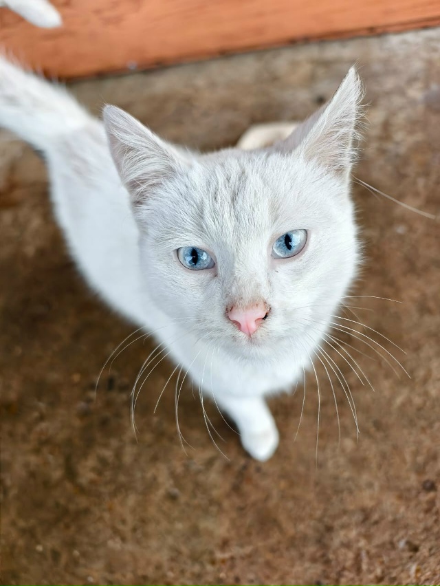 Котёнок ищет себе любящих хозяев, на вид 3-4 месяца, маль...