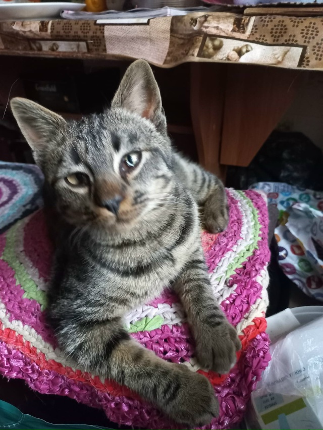 Дачные брошенки .Этого котика нашли на дачах в Шангост?...