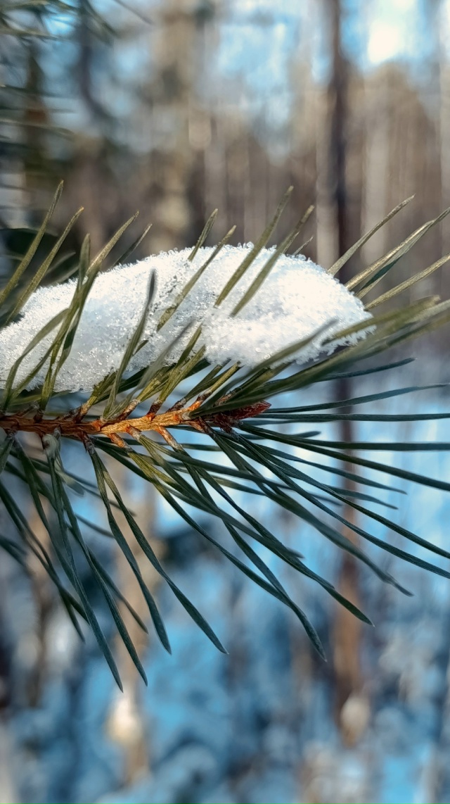 Зима пришла❄️