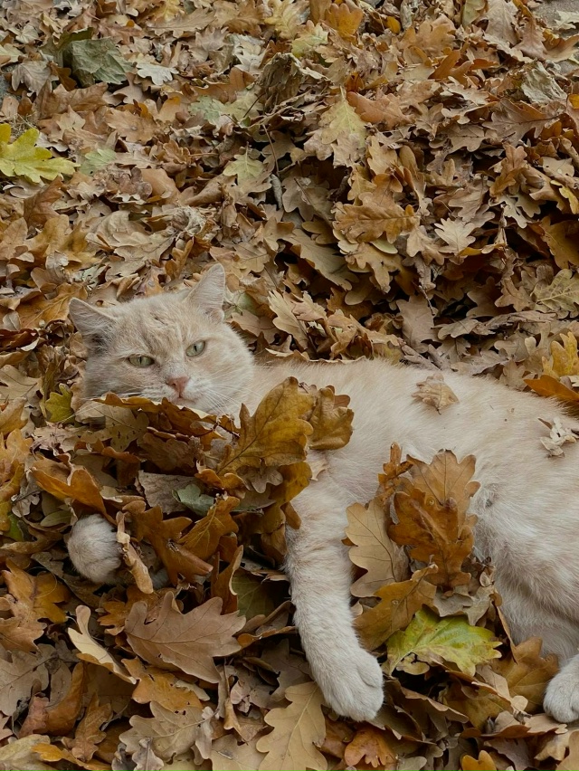 Лень – действенный способ в борьбе с осенней хандрой ??...