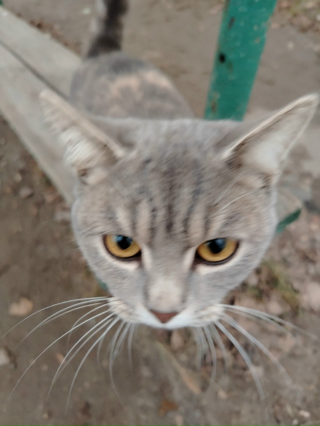 Здравствуйте. На остановке у 8 школы бегает кошка. С ора...