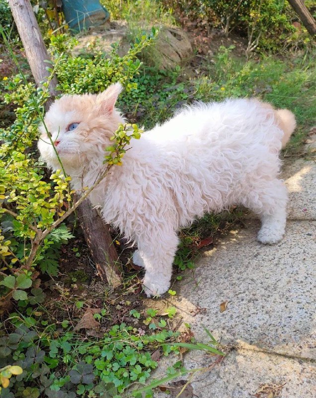 🐑