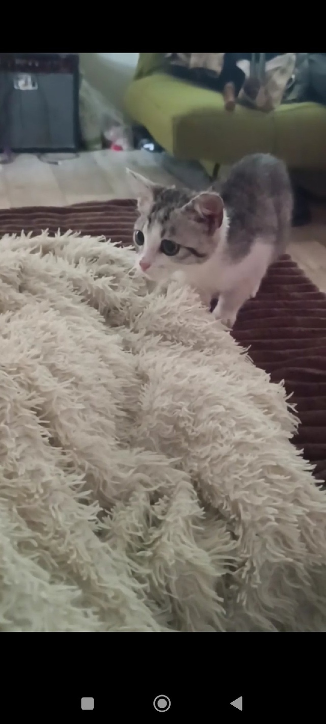 Потерялся котенок в районе колхозного рынка на улице к...