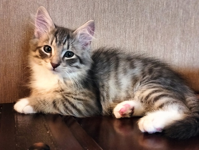 Санкт Петербург и ЛО! Мальчишка Кузя ищет дом и своего ?...