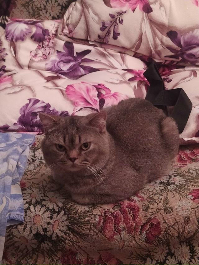 Найден кот, судя по всему был выброшен, ищу новых хозяе?...