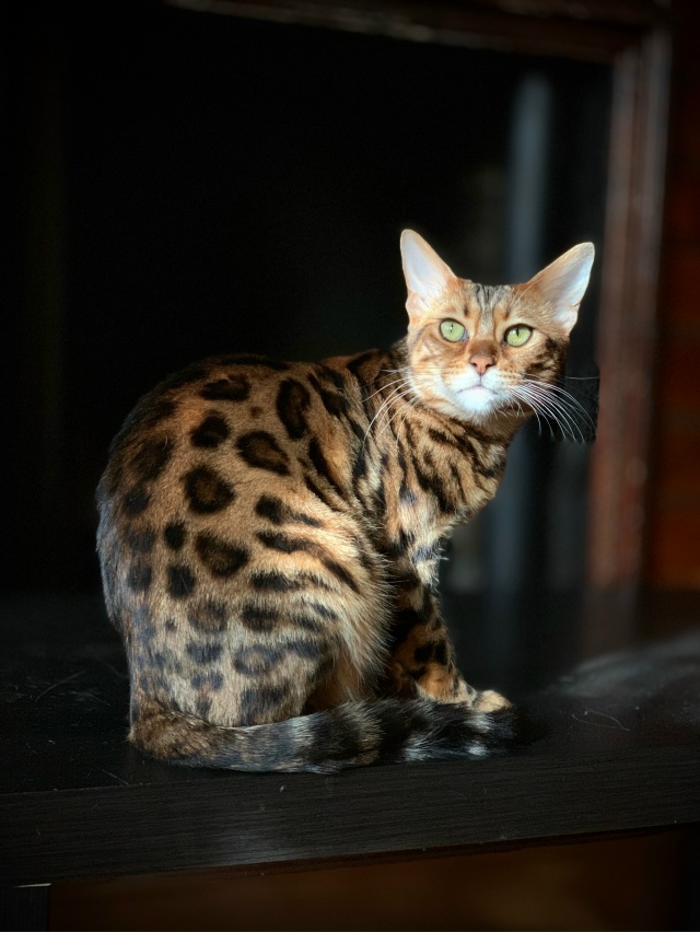 ПРОПАЛА КОШКА!!! Бенгал. Кошка шесть лет на самовыгуле…...