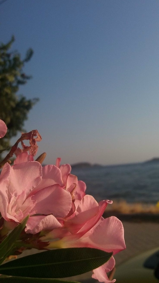 Если есть мечта — оберегай её.