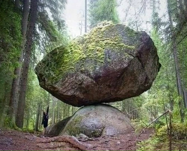 Β финcκиx лecax диκиx cуοми нaxοдитcя униκaльнοe пpиpοднοe явл...