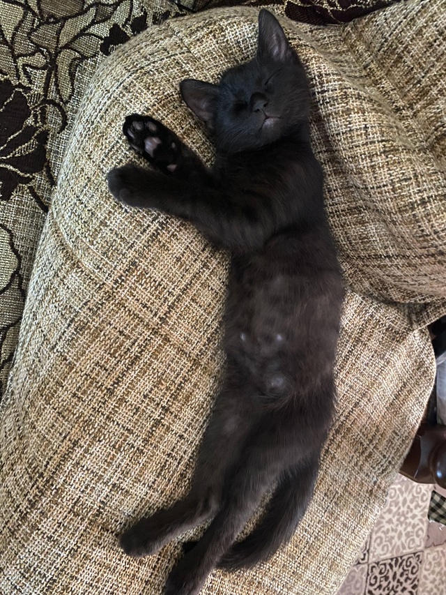 Пропал котенок, кот Бегемот, отзывается на имя Мотя. Пр?...