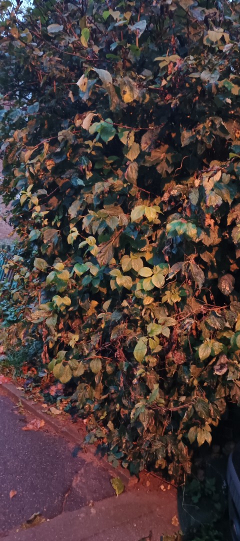 Немного грустной осени вам всем. Всё будет хорошо🍂🍁?...