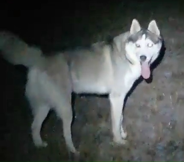 Если вы увидели СОБАКУ ХАСКИ , девочка ХАННА ГОЛУБОГЛА...