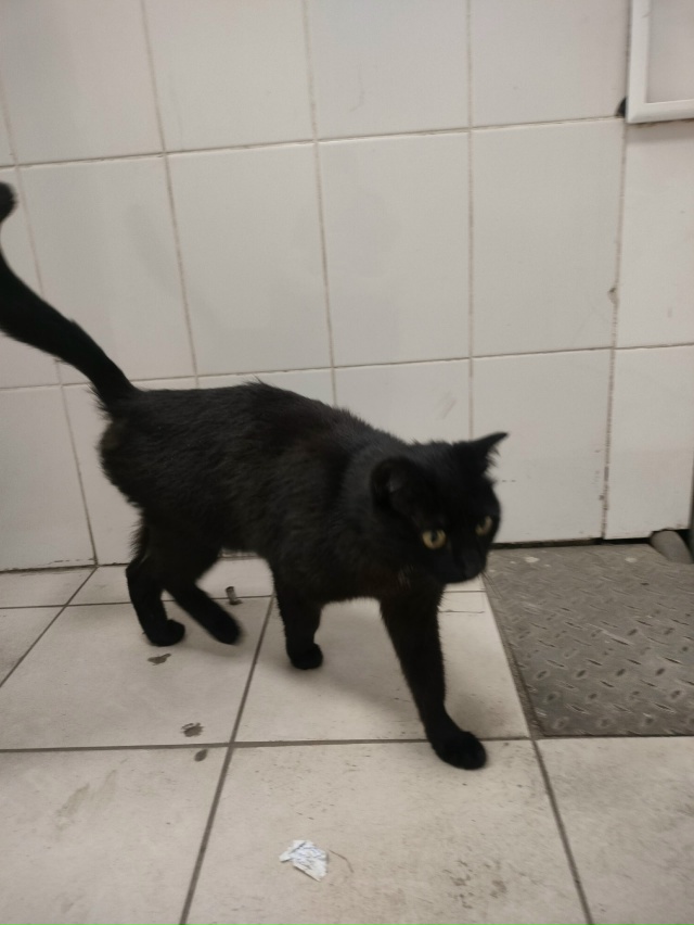 чья кошка? бегает по улице, забегает в магнит, жалобно м...