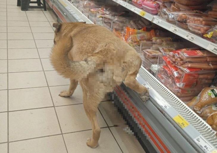 Россиянам могут запретить брать животных в магазины и рестораны.
С таким предложением в Минздрав о