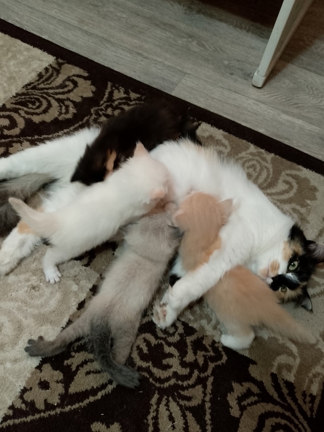 Отдам котят в добрые и любящие руки. 3 мальчика, одна де?...