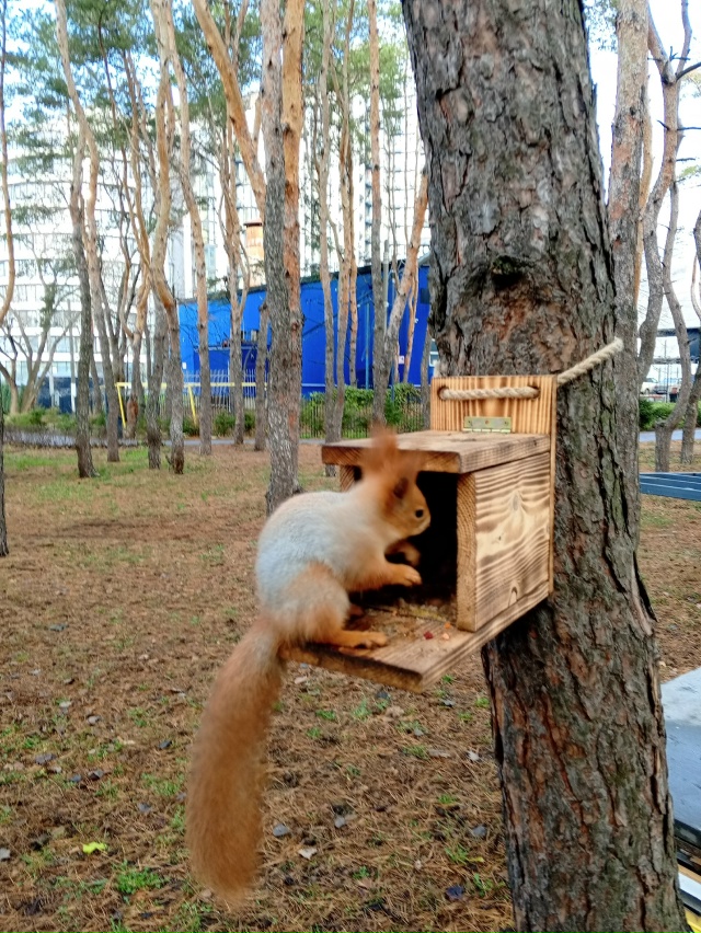 Белки рулят. Парк дельфин 🐬