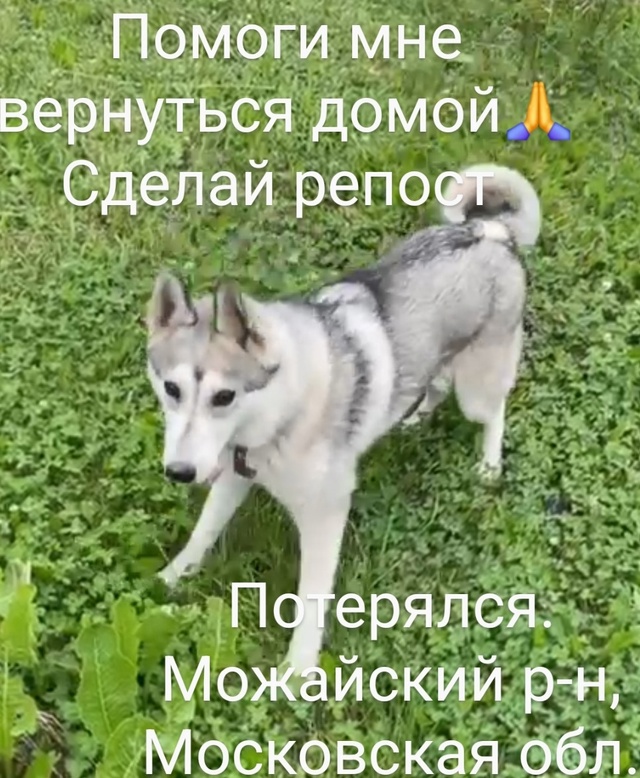 ПРОДОЛЖАЮТСЯ ПОИСКИ ❗️❗️❗️ПРОПАЛ КОБЕЛЬ в начале и...