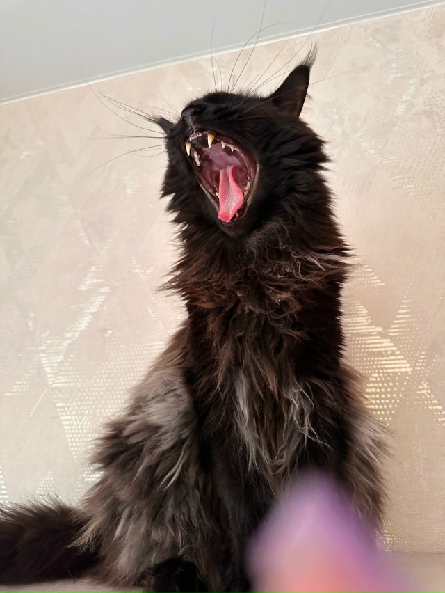 Подборка зевающих хвостиков 🥱🐈‍⬛🐈