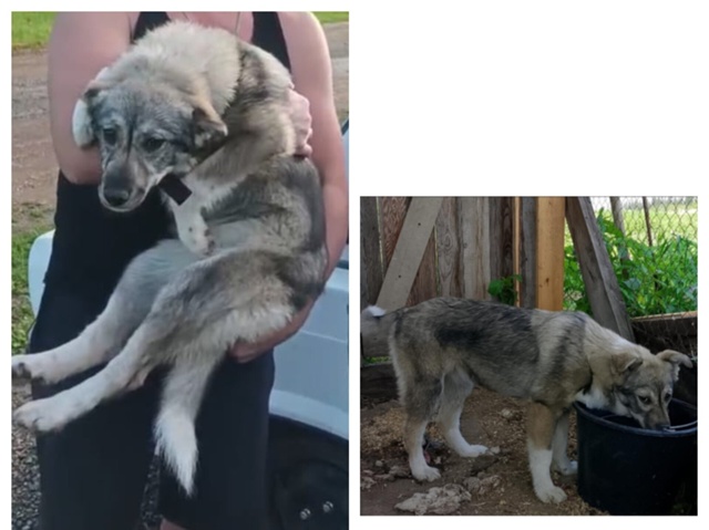 Ищем собаку, потерялась в районе 159 км.
Зовут Мышка.
Она ...