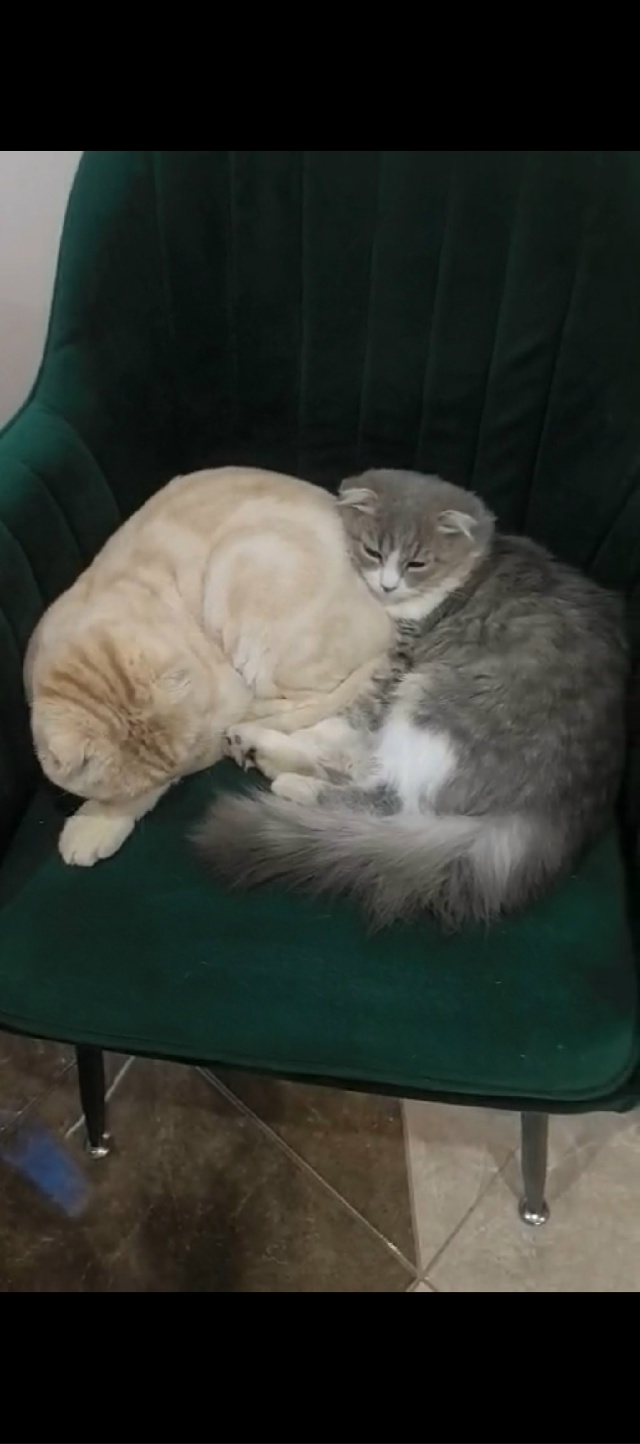 Потерялась кошечка ей 8 месяцев по кличке Стеша , На фот...