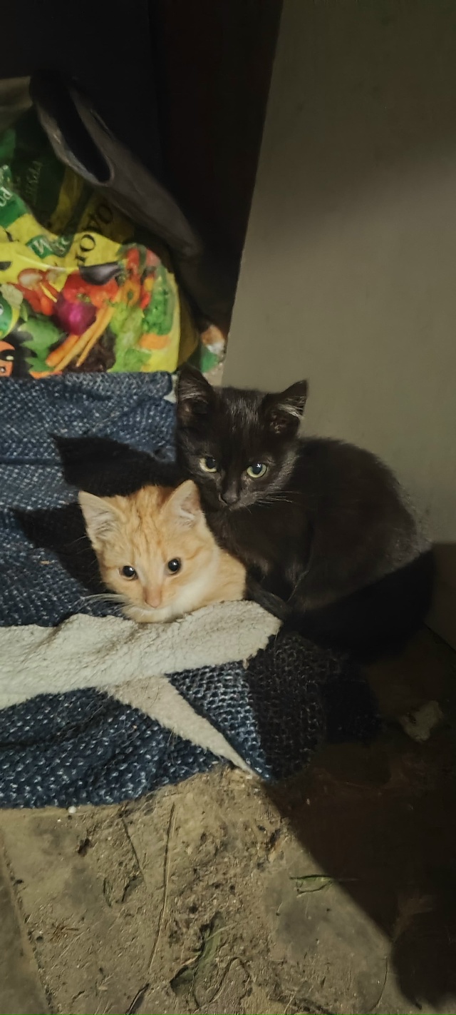 Здравствуйте. Прошу помощи в пристройстве!
Подкинули ...