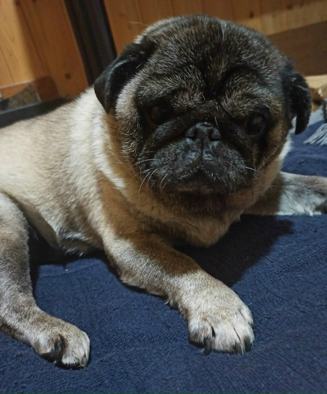 Найдена собака, сука, мопс!
СНТ Машиностроитель, Ивант?...