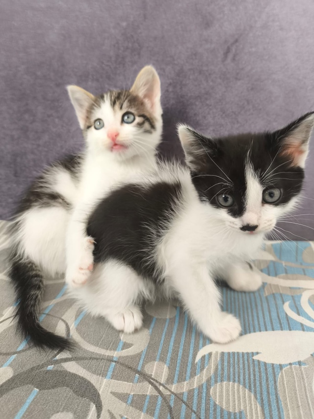 Котята в добрые руки. 3 девочки и 1 мальчик. К лотку приу?...